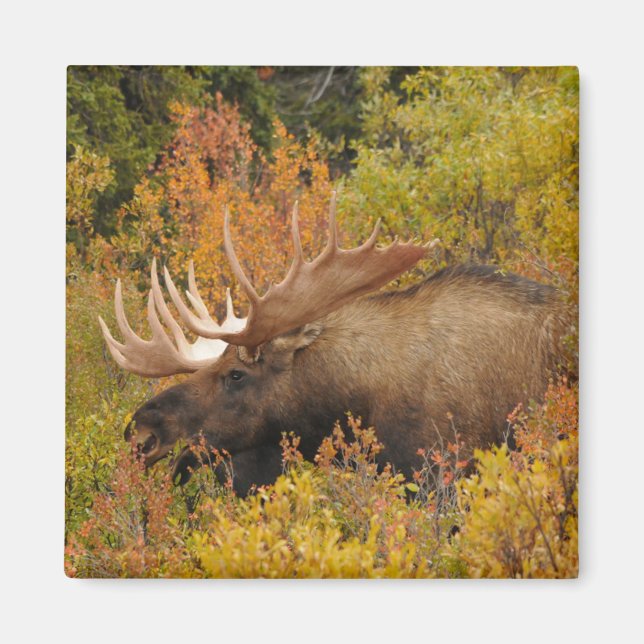 Bull Moose | Denali National Park, Alaska Magnet (Front)