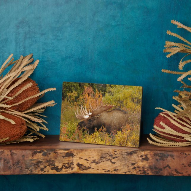 Bull Moose | Denali National Park, Alaska Plaque (Side)