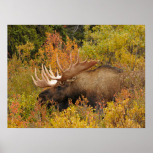 Bull Moose   Denali National Park, Alaska Poster