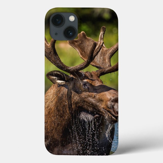 Bull moose feeding in Glacier National Park Case-Mate iPhone Case (Back)