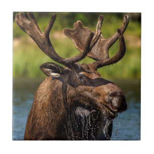Bull moose feeding in Glacier National Park Ceramic Tile