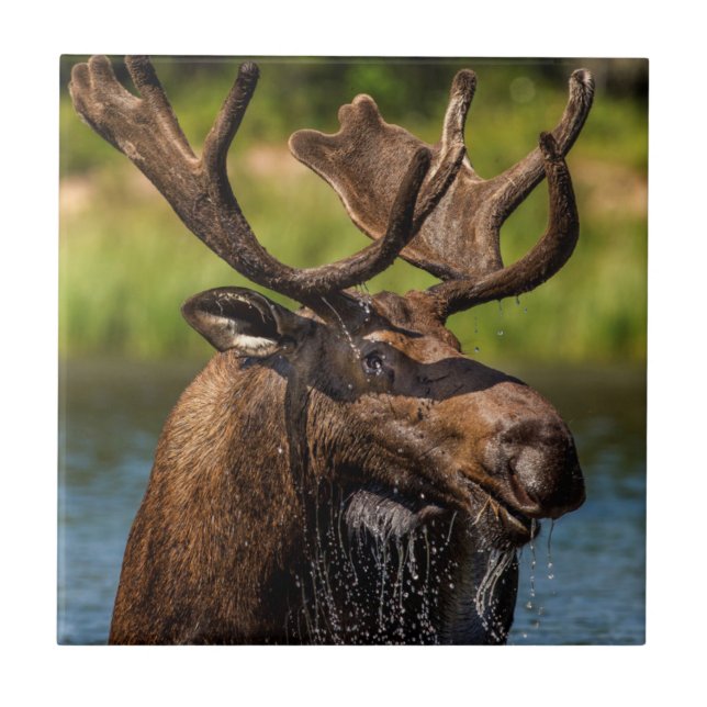 Bull moose feeding in Glacier National Park Ceramic Tile (Front)