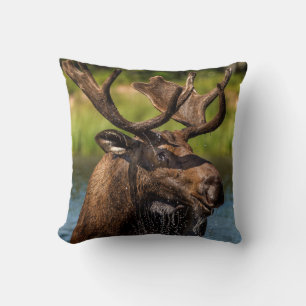 Bull moose feeding in Glacier National Park Cushion