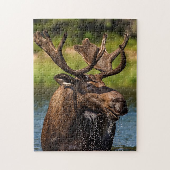 Bull moose feeding in Glacier National Park Jigsaw Puzzle (Vertical)