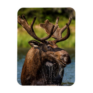 Bull moose feeding in Glacier National Park Magnet