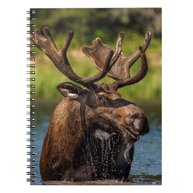 Bull moose feeding in Glacier National Park Notebook (Front)