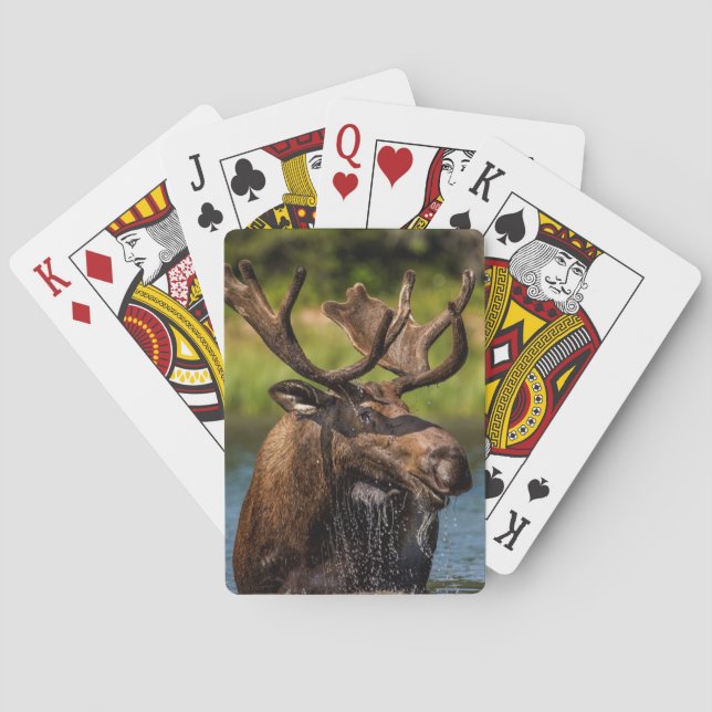 Bull moose feeding in Glacier National Park Playing Cards (Back)