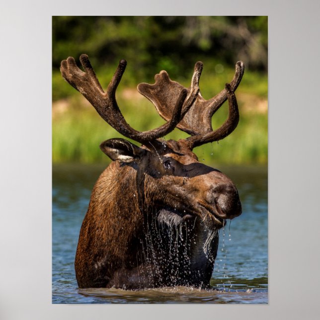 Bull moose feeding in Glacier National Park Poster (Front)