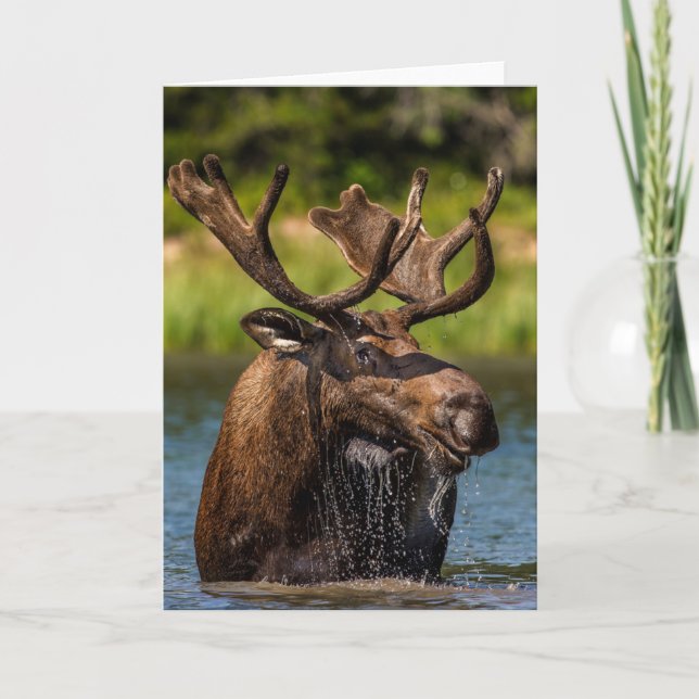 Bull Moose | Glacier National Park Montana Card (Front)