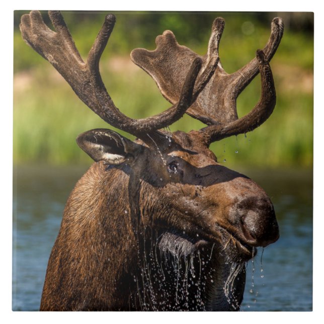 Bull Moose | Glacier National Park Montana Ceramic Tile (Front)
