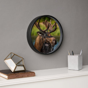 Bull Moose   Glacier National Park Montana Clock