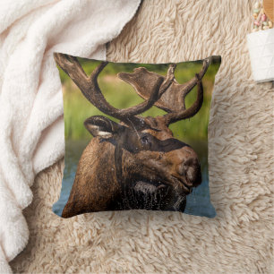 Bull Moose Glacier National Park Montana Cushion