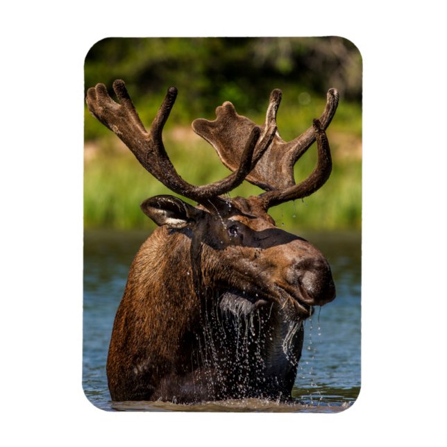 Bull Moose | Glacier National Park Montana Magnet (Vertical)