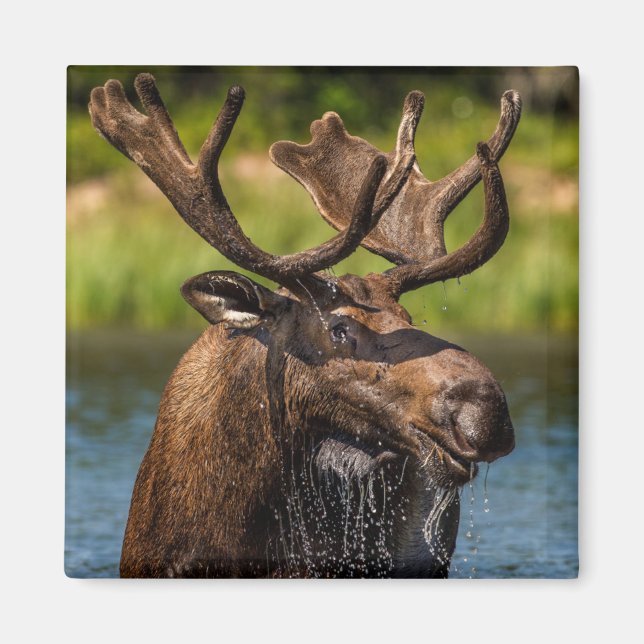 Bull Moose | Glacier National Park Montana Magnet (Front)