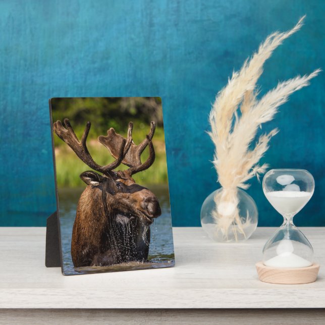 Bull Moose | Glacier National Park Montana Plaque (Side)