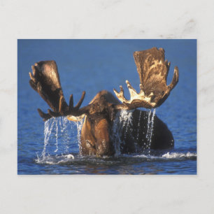 Bull moose in Alaskan tundra pond Postcard