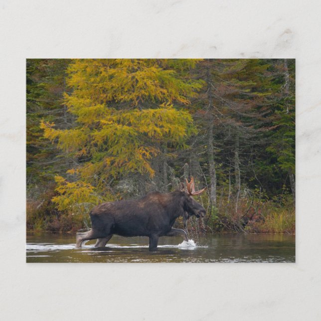 Bull Moose in Lake Postcard (Front)