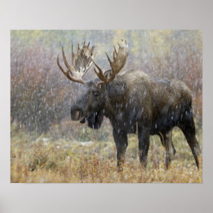 Bull moose in snowstorm with aspen trees in poster