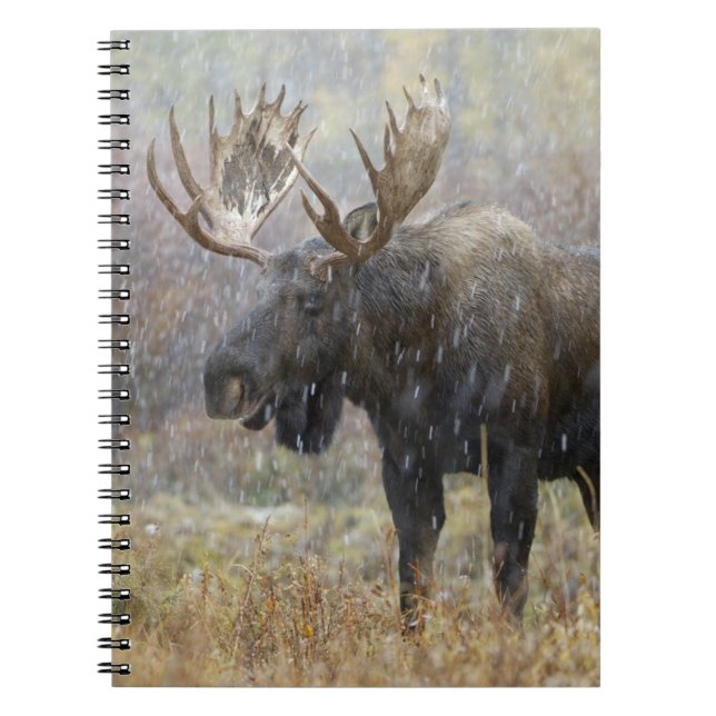 Bull moose in snowstorm with aspen trees notebook (Front)