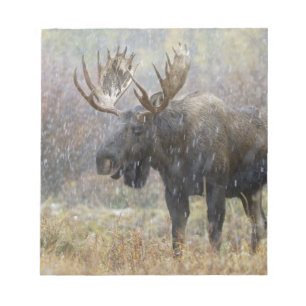 Bull moose in snowstorm with aspen trees notepad
