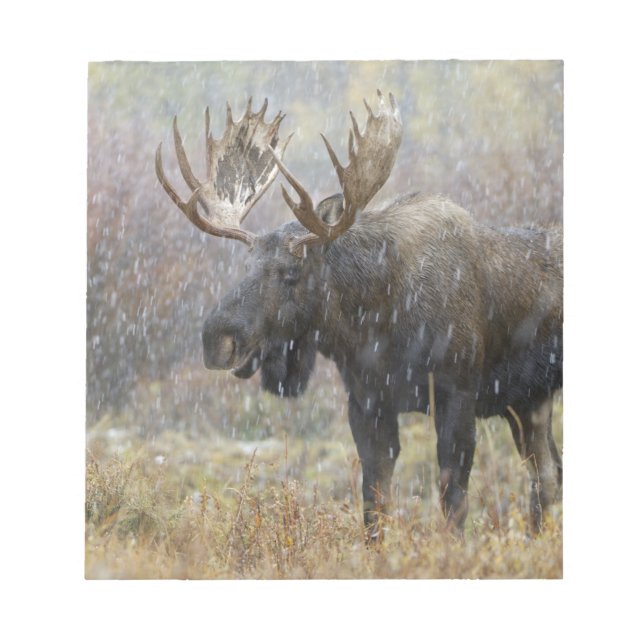 Bull moose in snowstorm with aspen trees notepad (Front)