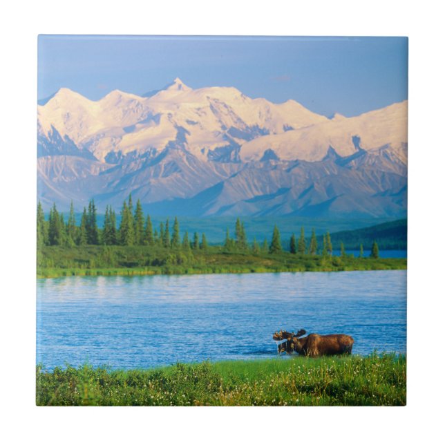 Bull moose in Wonder Lake Ceramic Tile (Front)