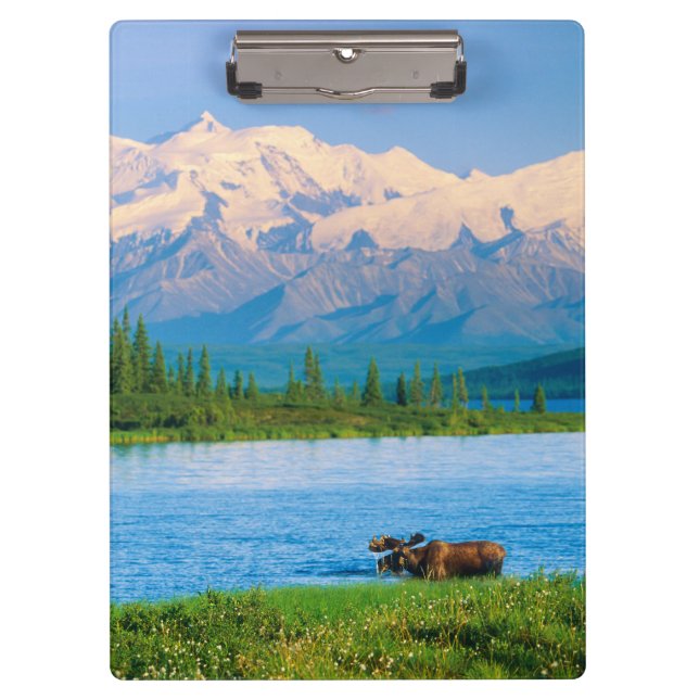 Bull moose in Wonder Lake Clipboard (Front)