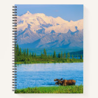 Bull moose in Wonder Lake