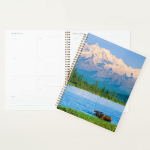 Bull moose in Wonder Lake Planner