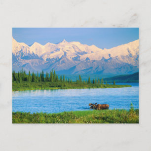 Bull moose in Wonder Lake Postcard