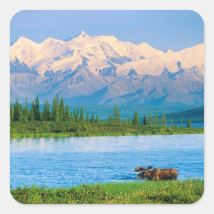 Bull moose in Wonder Lake Square Sticker