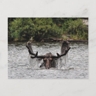 Bull Moose Postcard