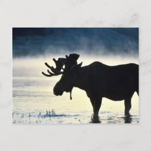 Bull moose postcard