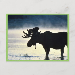 Bull moose postcard