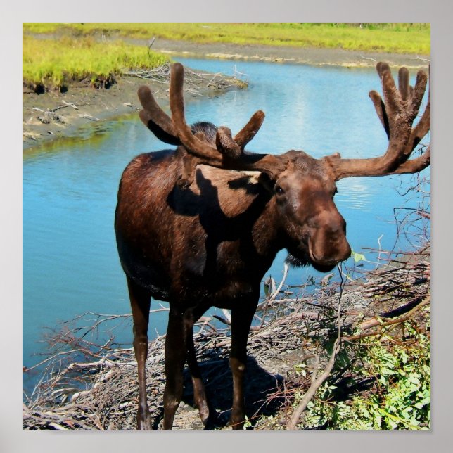 Bull Moose Poster Print (Front)