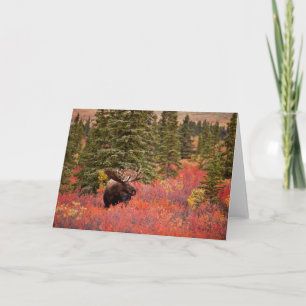 Bull Moose Standing In Red Dwarf Birch Card