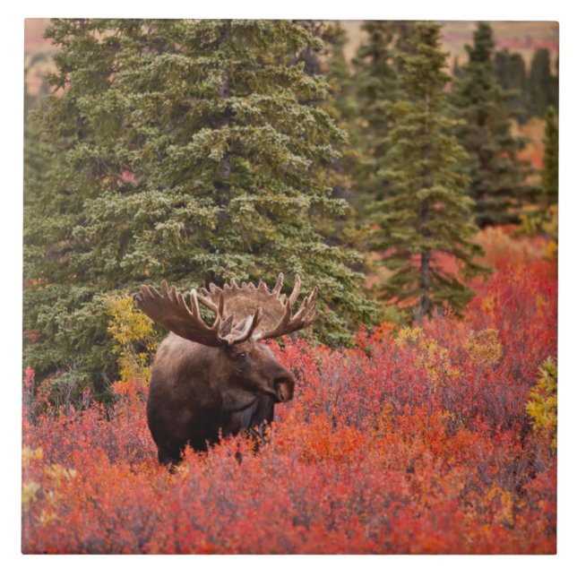 Bull Moose Standing In Red Dwarf Birch Ceramic Tile (Front)