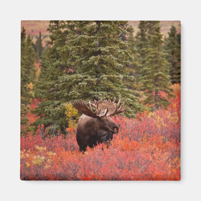 Bull Moose Standing In Red Dwarf Birch Magnet (Front)