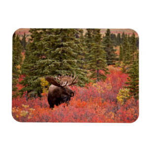 Bull Moose Standing In Red Dwarf Birch Magnet