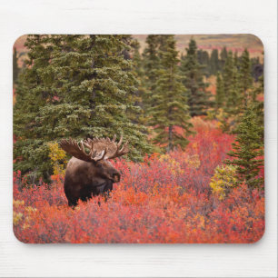Bull Moose Standing In Red Dwarf Birch Mouse Pad