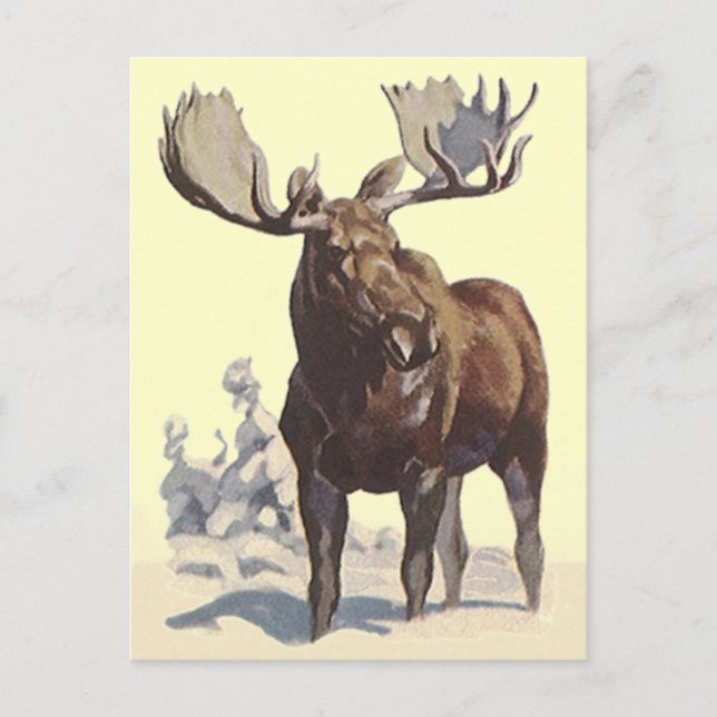 Bull Moose ~ Sunny Winter Day TRAVEL POSTCARD (Front)