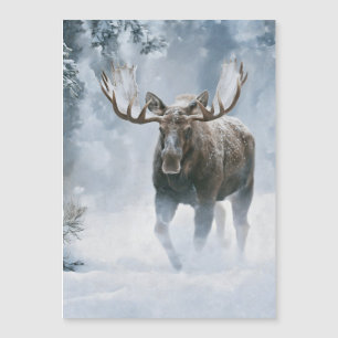 Bull Moose Walking Through Boreal Snow