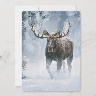 Bull Moose Walking Through Boreal Snow