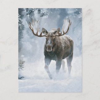 Bull Moose Walking Through Boreal Snow Postcard