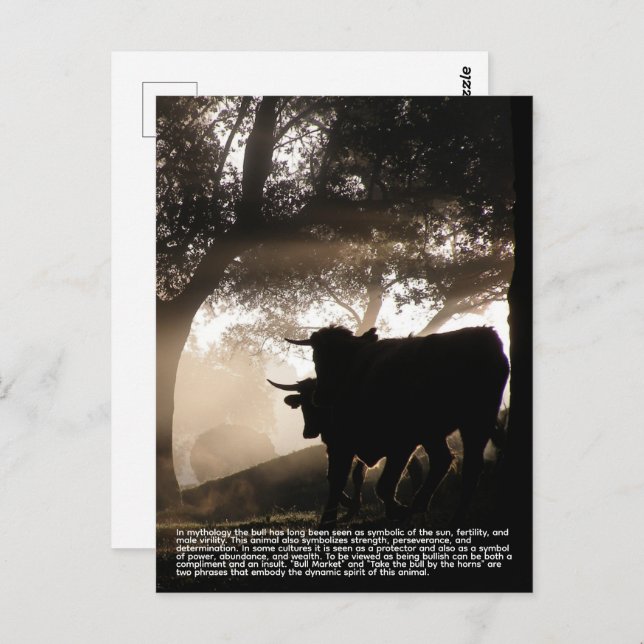 Bull Postcard (Front/Back)