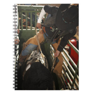 Bull rider tying rope on bull in the chute notebook