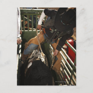 Bull rider tying rope on bull in the chute postcard