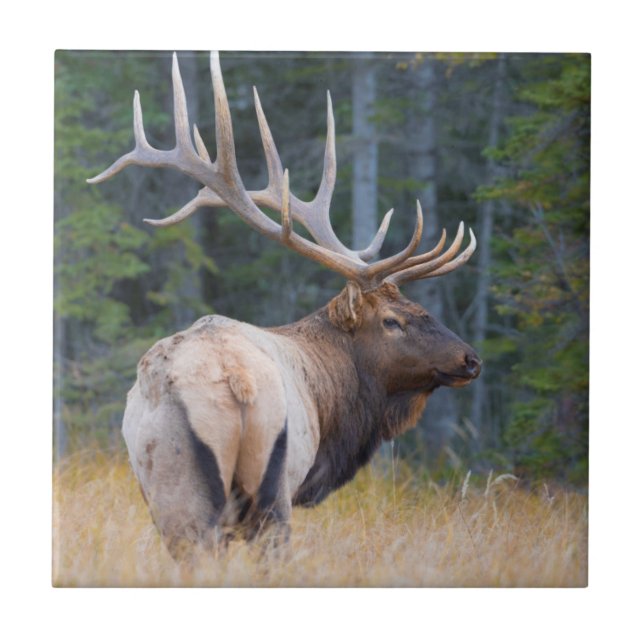 Bull Rocky Mountain Elk Ceramic Tile (Front)