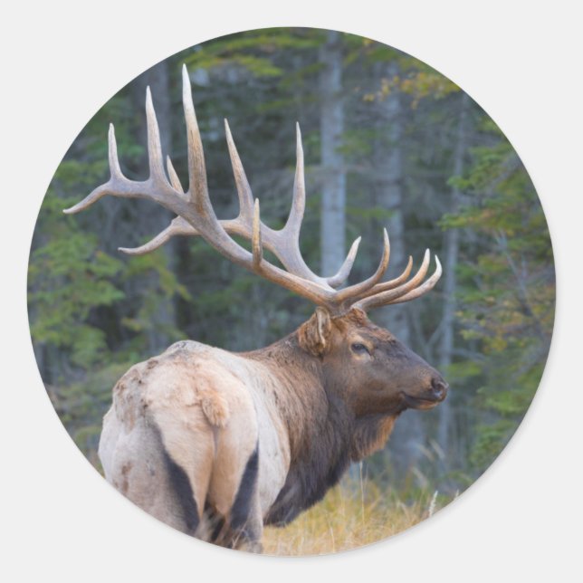 Bull Rocky Mountain Elk Classic Round Sticker (Front)