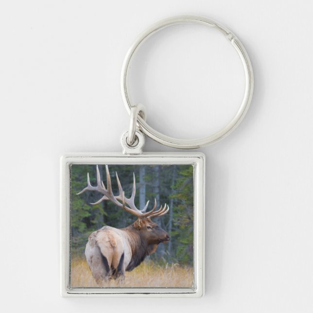 Bull Rocky Mountain Elk Key Ring (Front)